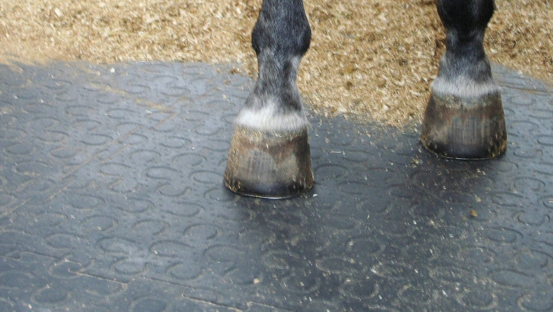 Vorbestellung - Versand am 04.02.2026 - BELMONDO Trend Stärke 28mm