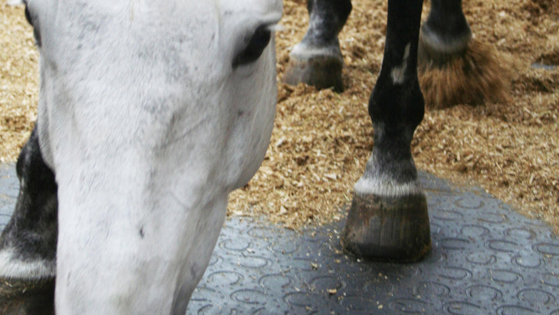 Vorbestellung - Versand am 04.02.2026 - BELMONDO Trend Stärke 28mm