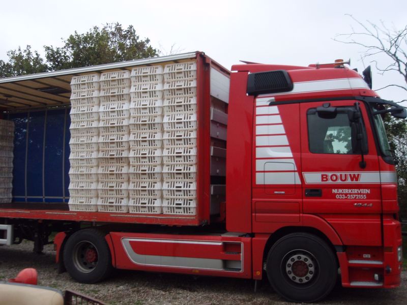 0000118_geflugeltransportkiste